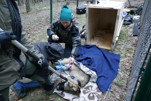 Meldunek o potrąconym przez samochód zwierzęciu otrzymało Stowarzyszenie dla Natury "Wilk". Ranne pod Ciechocinkiem zwierzę wciąż żyło. Ekipa "Wilka" pokonała łącznie 1200 km, aby mu pomóc. Spakowali niezbędny sprzęt, skrzynię do przewozu zwierząt i całym zespołem - Sabina Nowak, lek. wet. Izabela Całus, Michał Figura i Robert Mysłajek - wyruszyli w drogę. 

Wilk Miko potrącony pod Ciechocinkiem 

Jak piszą: "Byliśmy w ciągłym kontakcie z Marcinem, który stał nad poturbowanym wilkiem i bronił go z ogromną determinacją przed myśliwymi, próbującymi wilka dobić. W międzyczasie dziewczyny z Towarzystwo Opieki nad Zwierzętami Oddział w Głuszynku dały nam znać, że jadą na miejsce by pomóc. Po dotarciu relacjonowały stan wilka i postępowały zgodnie z instrukcjami lekarz weterynarii. Pełniły przy nim wartę aż do naszego przyjazdu o godz. 3.30 rano."

Wilk, ze względu na sąsiedztwo Torunia, otrzymał imię Mikołaj, w skrócie Miko. Po przebadaniu go przez lekarza weterynarii, podjęto decyzję, że najlepszym rozwiązaniem będzie przetransportowanie do ośrodka w Nadleśnictwie Olsztynek. Obecnie stan wilka jest stabilny. 

To już drugi w ostatnich dniach uratowany wilk. Na początku zeszłego tygodnia Straż Leśna z Nadleśnictwa Skarżysko wyciągnęli basiora z wnyków, jednak tamten na szczęście nie miał żadnych obrażeń i od razu trafił na wolność.

Odpowiednia dawka antybiotyku i pobranie krwi do analiz. Można spokojnie poczekać, aż okryty kocami Miko zacznie się wybudzać.

Zobacz także wideo: Wilki chciały upolować żubra w Puszczy Białowieskiej
