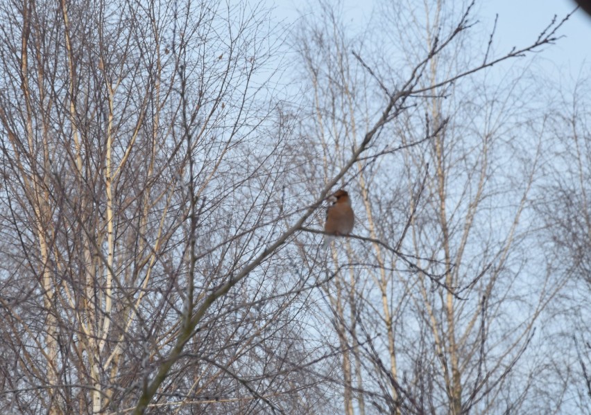 Ptaki zimy w Zduńskiej Woli. Można je spotkać w naszych parkach i ogrodach ZDJĘCIA