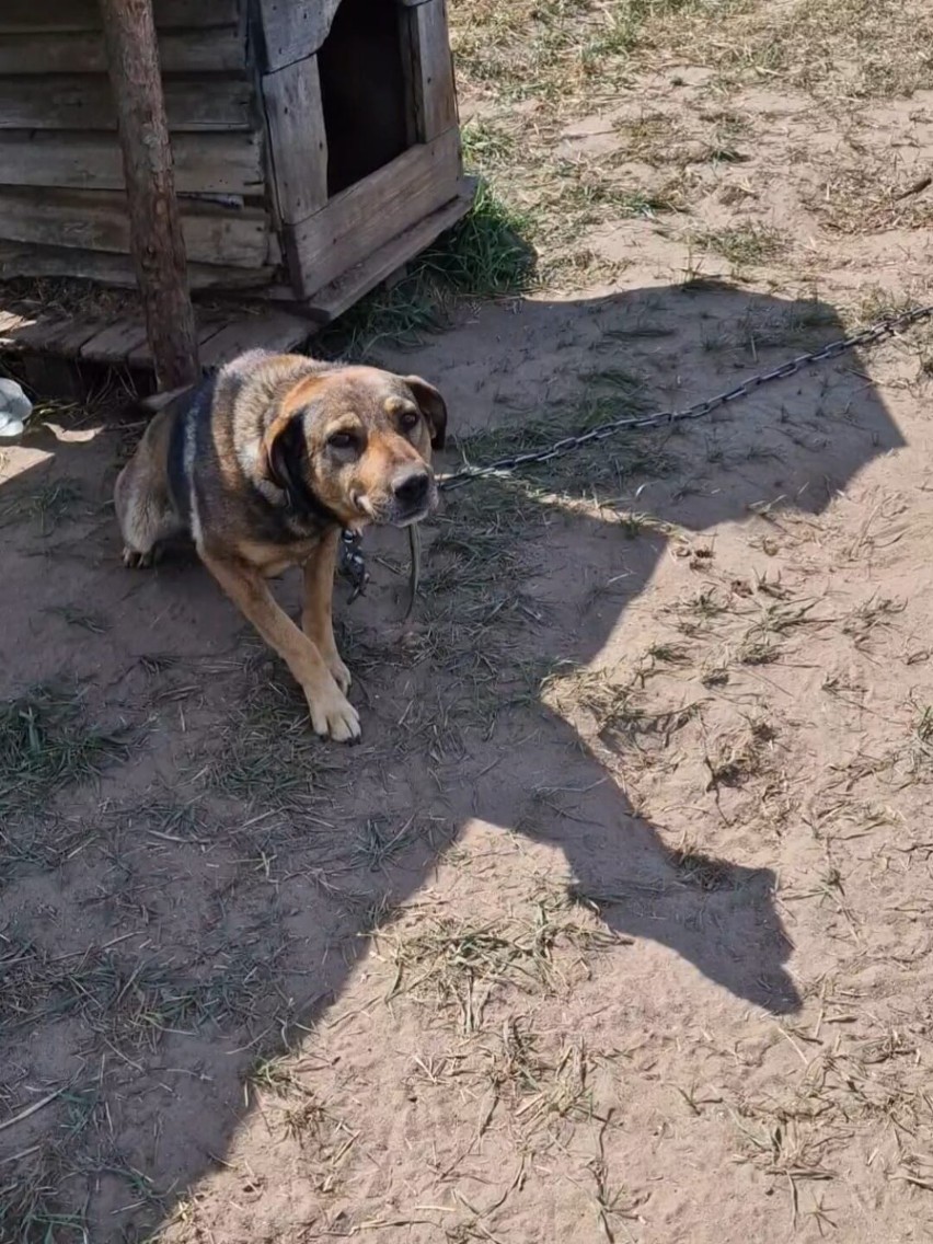 Wolontariusze OTOZ-u pobici pod Borzytuchomiem. Chcieli ratować psy uwiązane w szczerym polu | ZDJĘCIA
