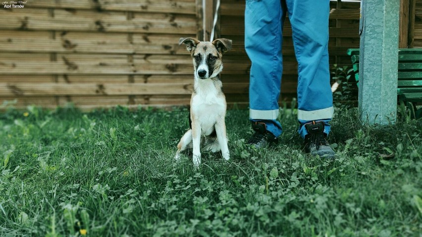 Pieski czekają w schronisku na nowych opiekunów, którzy...