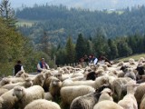 Żabnica: Bacowie z Żywiecczyzny spędzą w ten weekend owce z hal