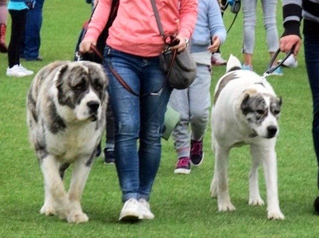 W Inowrocławiu będziemy podziwiać psie piękności wielu ras. To zdjęcie z 34. Inowrocławskiej Wystawy Psów Rasowych, która odbyła się w 2019 r.