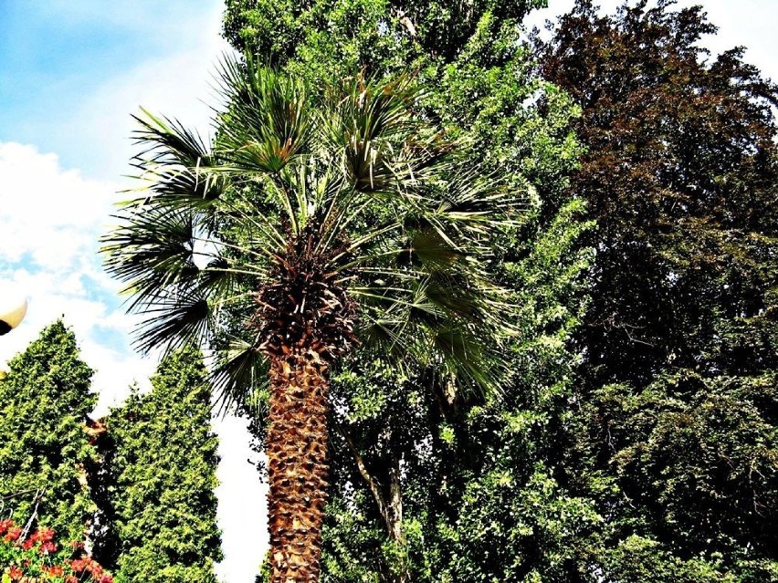 Jedna z palm w Parku Zdrojowym usytuowanym w centrum Kudowy...