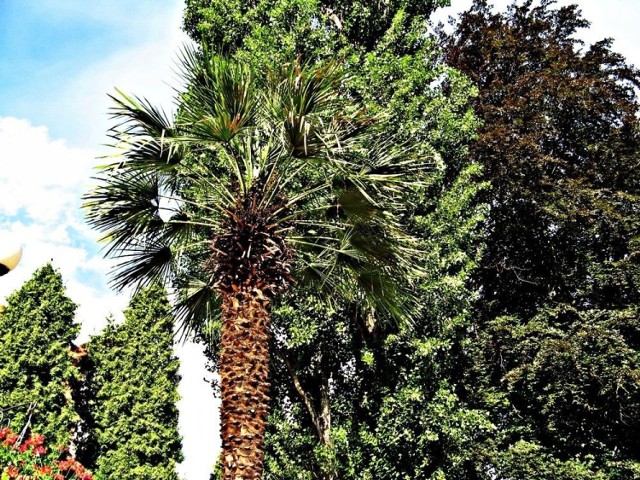 Jedna z palm w Parku Zdrojowym usytuowanym w centrum Kudowy Zdroju. 
Fot. Rafał Grząślewicz