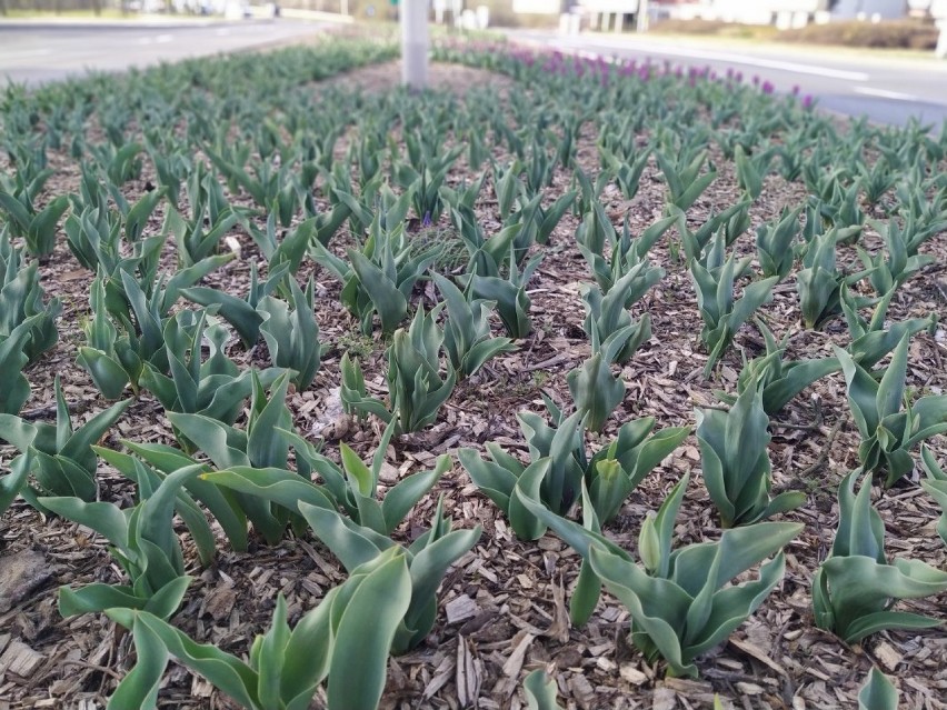 #ZostańwDomu:Poczuj wiosnę z tulipanami! .Tulipany zaczynają kwitnąć na całej długości ul. Dworcowej 