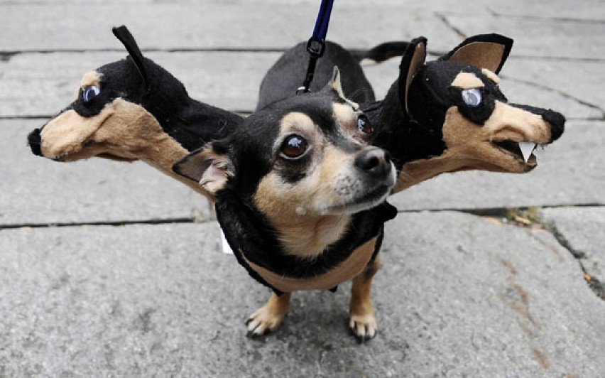 Przerażające i zabawne halloweenowe kostiumy dla zwierząt! [ZDJĘCIA]