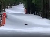 Tatry. Mały niedźwiadek znalazł matkę. Tymczasem na Orawie niedźwiedź "napadł" na pasiekę 