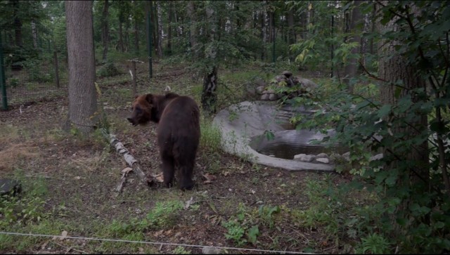 Niedźwiedzie Chip i Daile trafiły do poznańskiego ogrodu zoologicznego z kijowskiego zoo.