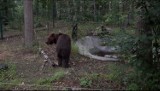 Niedźwiedzie z Kijowa trafiły do poznańskiego zoo. "Od wczoraj spacerują w deszczu po lesie"