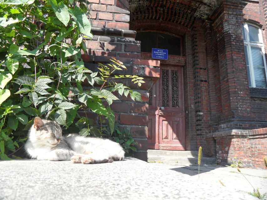 Koty na Bema w Raciborzu. Kocie slumsy przy szpitalu