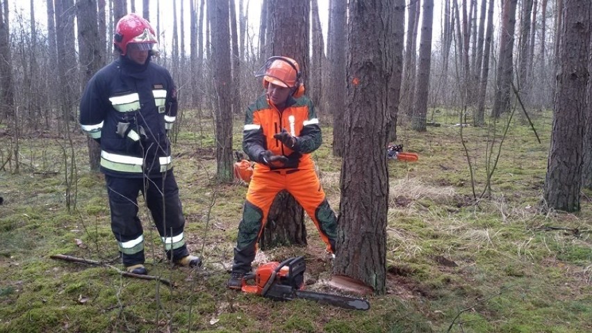 Pilscy strażacy ćwiczą ścinanie drzew
