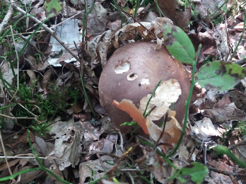 Taaaakie grzyby w lasach pod Sieradzem