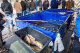 Poznań zakazuje sprzedaży żywych ryb na miejskich targowiskach. Prywatni właściciele nadal będą mogli to robić
