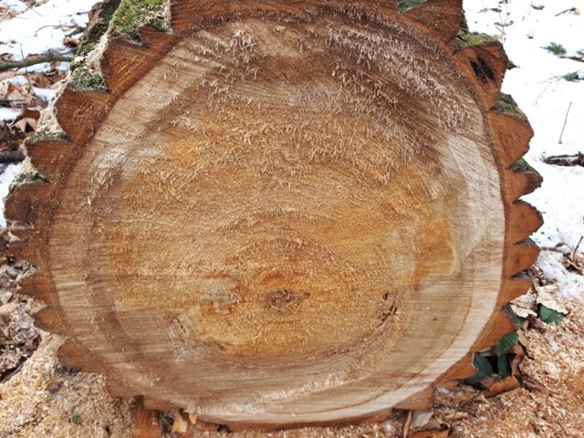 Wałbrzyszanie oburzeni wycinką drzew w parku na Rusinowej w Wałbrzychu. Urzędnicy tłumaczą, że z parku usuwane są tylko te drzewa, które stanowią zagrożenie, najczęściej te które naruszyły wichury