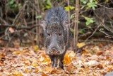 Ale słodziaki! Nowe zwierzęta we wrocławskim zoo. Przyjechały do nas z Berlina (ZDJĘCIA)