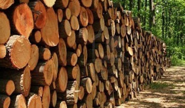 Miasto Żory ma do sprzedania drewno