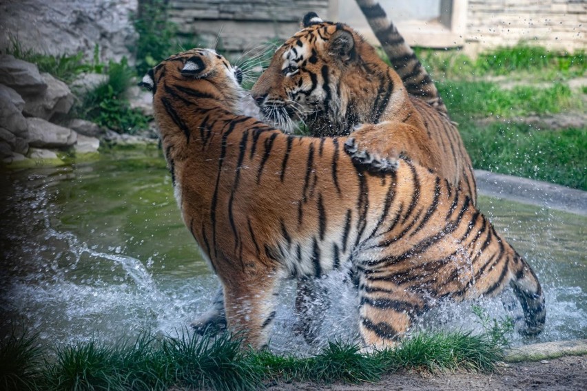 Wodne szaleństwa tygrysów. Mieszkańcy krakowskiego zoo wygrzewali się we wrześniowym słońcu. I mieli tłumy gości! [ZDJĘCIA]