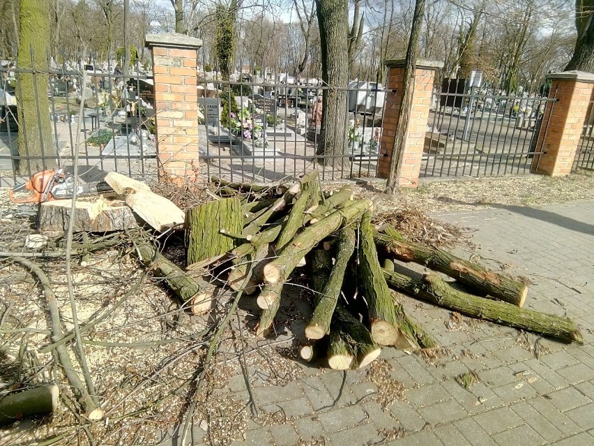 Wycięli cztery drzewa przy Bączkowskiego w Kościanie ZDJĘCIA