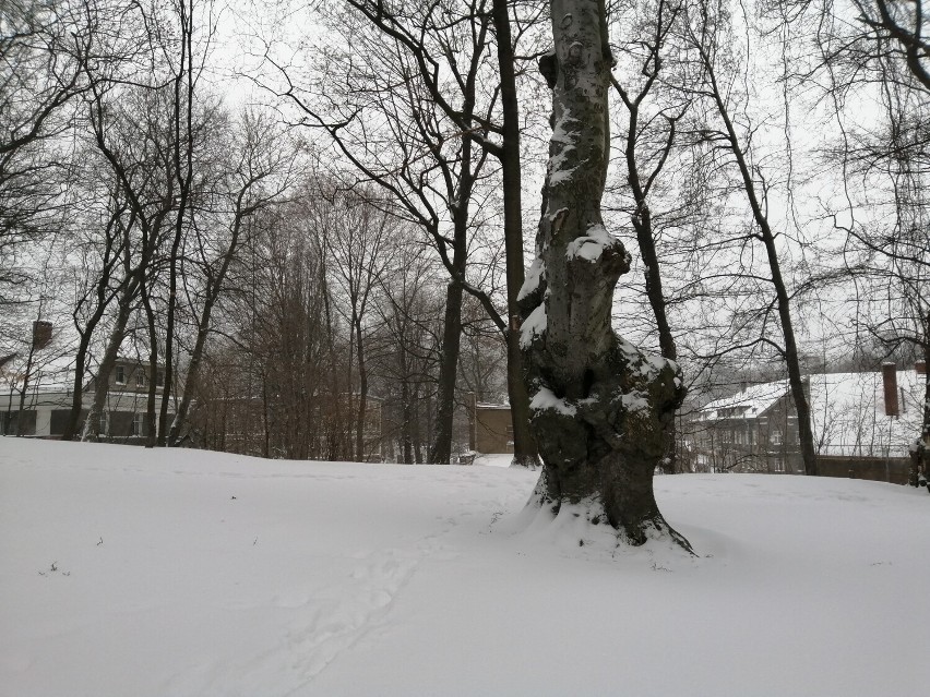 To niewielki, ale bardzo stary park