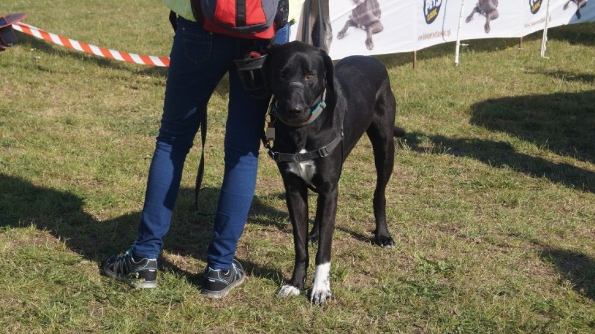 Zawody agility podbijają Bydgoszcz. Dziś pierwszy dzień zmagań czworonogów [zdjęcia, wideo] 