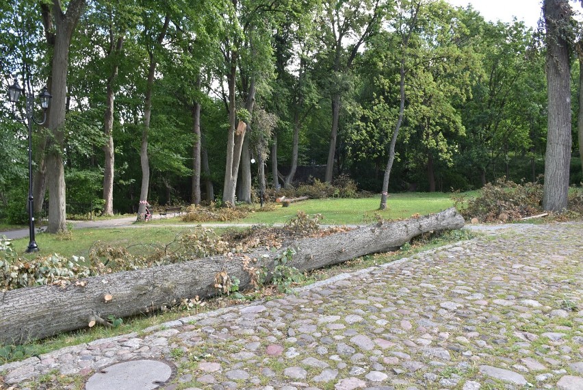 Usunięcie powalonych drzew w parku w Człuchowie nie jest takie proste. Przed posprzątaniem terenu musi być zgoda konserwatora zabytków!