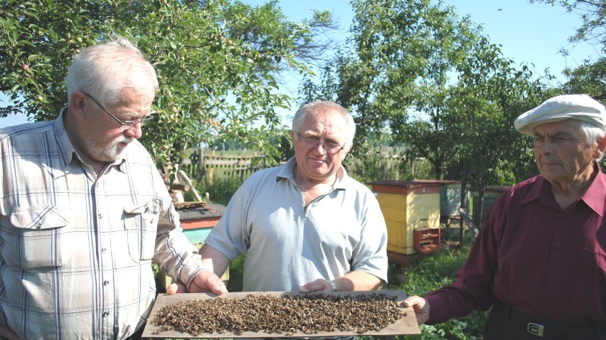 KARGOWA. Padły tysiące pszczół [ZDJĘCIA]