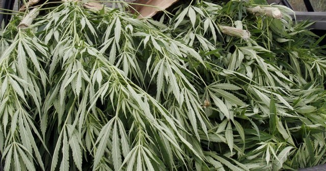 Policja znalazła w Starej Kamienicy ponad 30 sadzonek marihuany i wysuszone już rośliny.