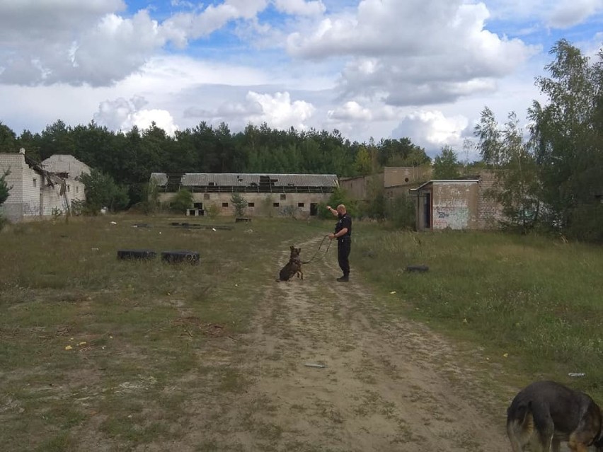Specjalne szkolenie dla psów policyjnych. Udział wzięły w nim także czworonogi z KPP w Wągrowcu