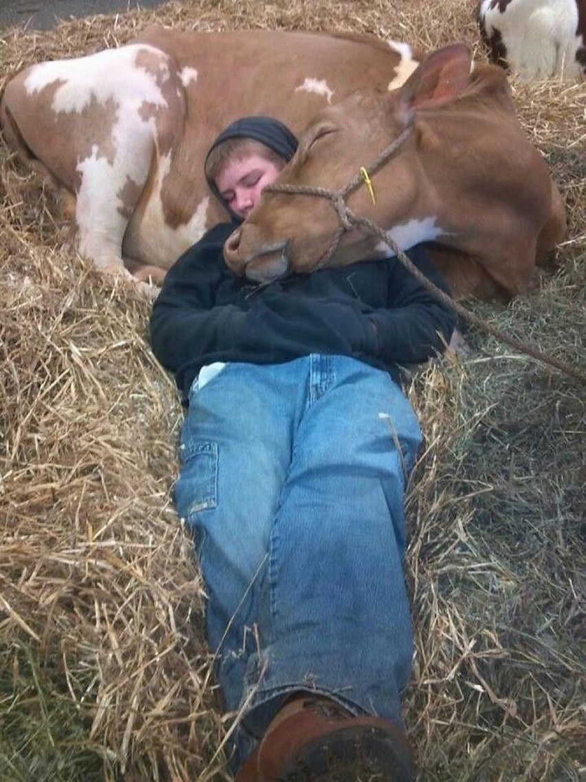Te krowy myślą, że są psami! Łaszą się i przytulają do...