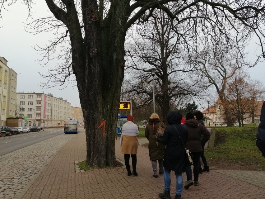 To okazałe drzewo jest skazane na wycinkę. Badanie...