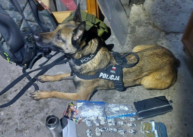 Nel to policyjny pies służbowy z jednostki w Starogardzie Gdańskim, który wsparł funkcjonariuszy z Pelplina w antynarkotykowej akcji. W pomieszczeniu gospodarczym należącym do 28-letniego mężczyzny znaleziono m.in. amfetaminę i marihuanę. 