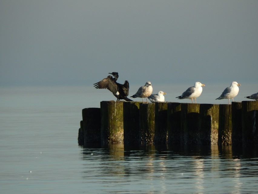 Na usteckiej plaży można podziwiać takie widoki