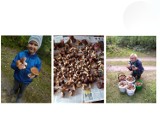 Wysyp grzybów w okolicach Gniezna. Oto zbiory naszych czytelników [FOTO]