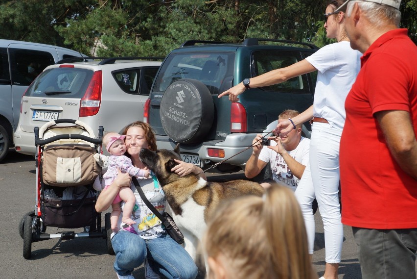 Krajowa wystwa psów w Kobiórze [ZDJĘCIA]