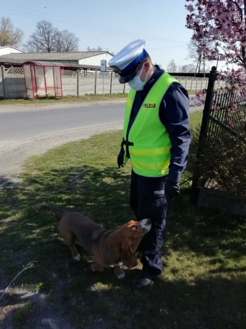 Ostrowski policjant pomaga zwierzętom niczym dr Dolittle
