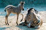 Mała zebra w krakowski zoo [ZDJĘCIA]