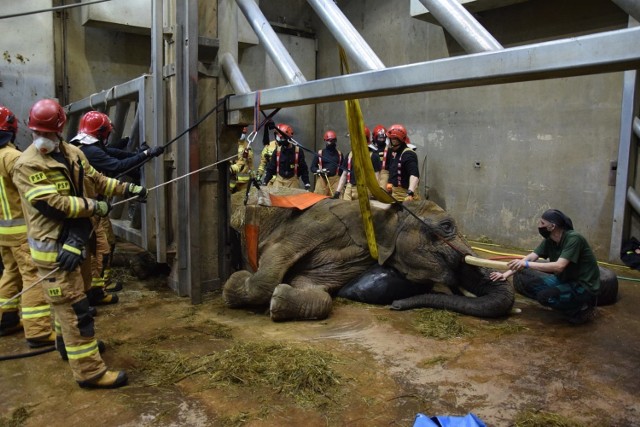 W próbach postawienia na nogi słonicy wzięło udział m.in. 22 strażaków. Niestety, Lindy nie udało się uratować. 

Zobacz więcej zdjęć --->