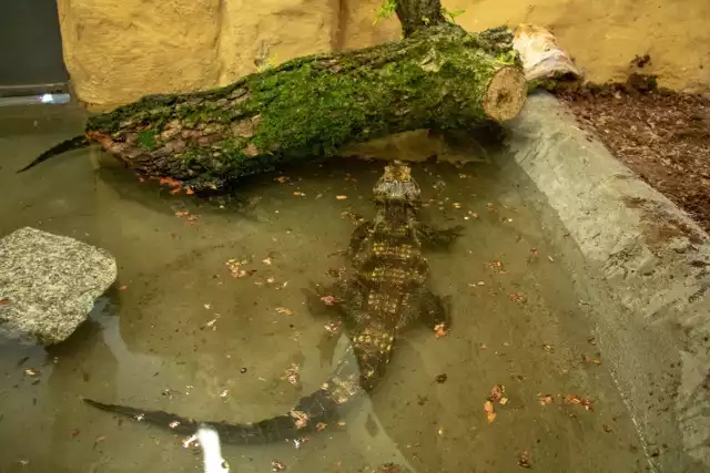 W gronie nowych mieszkańców ZOO w Chorzowie pojawiły się krokodyle krótkopyskie. Zamieszkują głównie wody słodkie i mokradła Afryki.