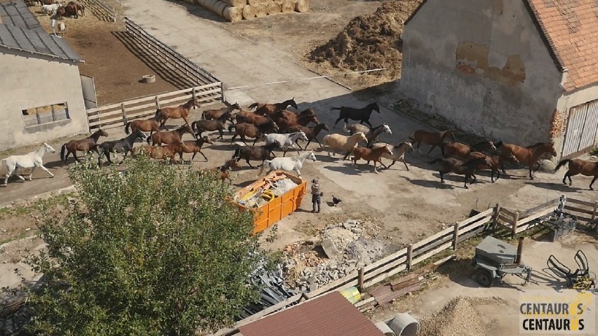 Życie 500 koni i setek innych zwierząt wisi na włosku przez koronawirusa. Dramatyczny apel Fundacji Centaurus