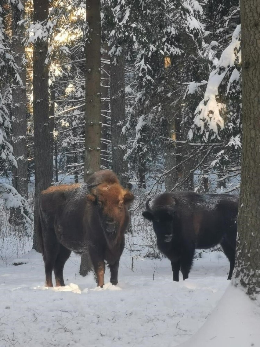 Zimowe zgrupowanie żubrów