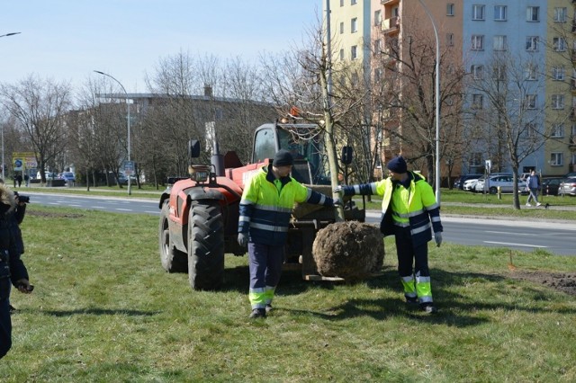 Przewożenie dwunastoletniej lipy drobnolistnej do posadzenia na szerokiej wyspie oddzielającej pasy drogowe