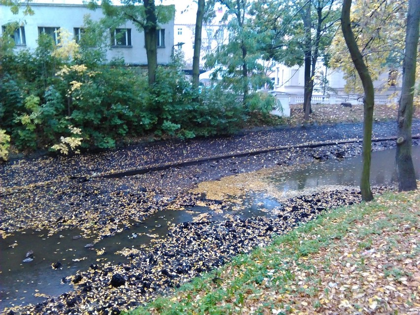 W Kaliszu trwa pogłębianie Prosny