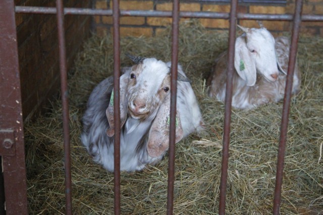 Dzieje się w Poznaniu w czwartek - Stare Zoo zaprasza na karmienie kózek