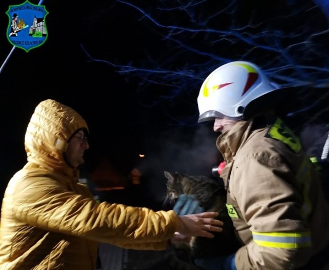 Ratownicy z OSP Trzebcz Szlachecki pomogli wystraszonemu kotu