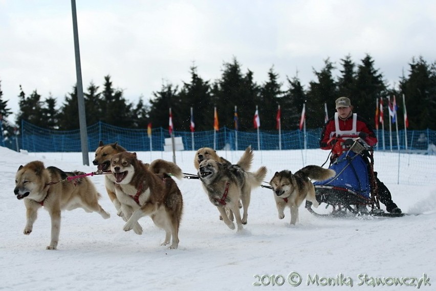 Bełchatowianin mistrzem świata psich zaprzęgów