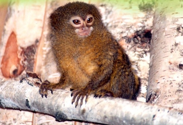 W płockim zoo przyszła na świat pigmejka - najmniejsza małpka świata