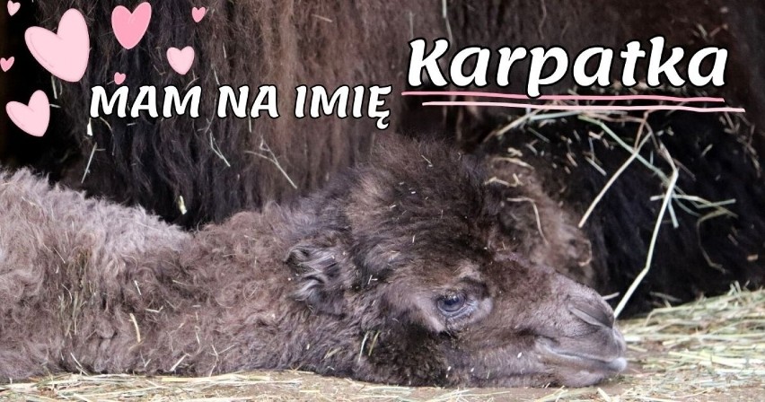 Wielbłądzica z gdańskiego zoo otrzymała nowe imię!...