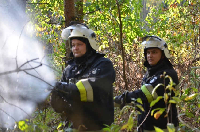 Pożar lasu w Łobodnie. Strażacy z gminy Kłobuck odbyli ćwiczenia ZDJĘCIA  