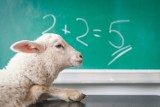 Jak prowadzić lekcje, aby dzieci lubiły matematykę? Sprytne i sprawdzone metody i triki