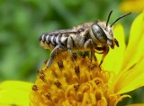 Na święto pszczoły przyjdź do botanika